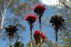 62 Doryanthes