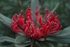 64 Monga waratah