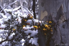 71 Daviesia ulicifolia snow