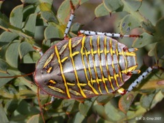 08 Tiger cockroach