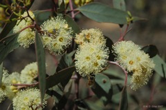 81 Flowering mallee