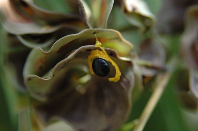 Acacia auriculiformis 2