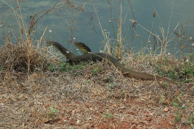 Goannas 1