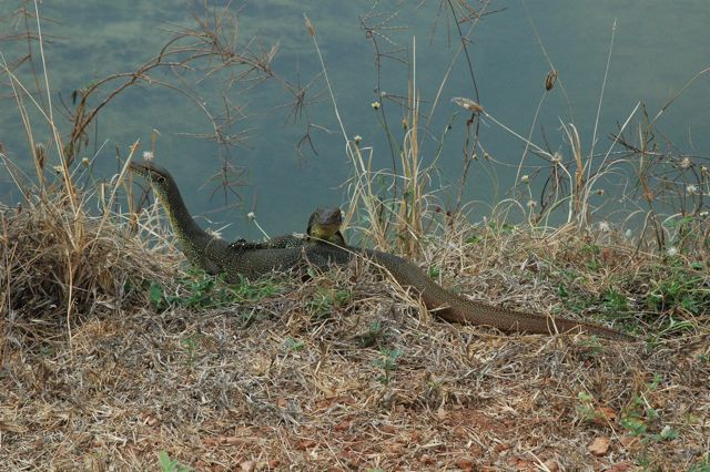 Goannas 2