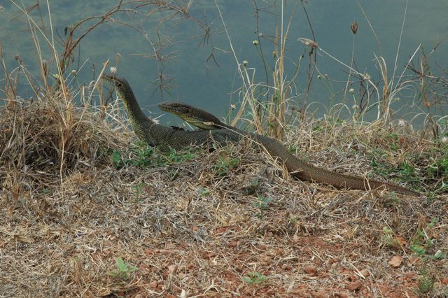 Goannas 3