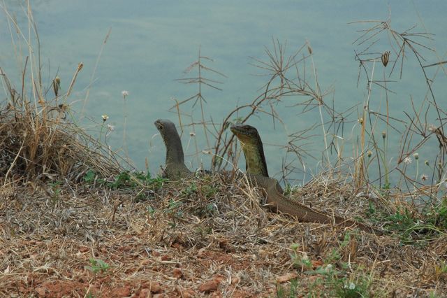 Goannas 4