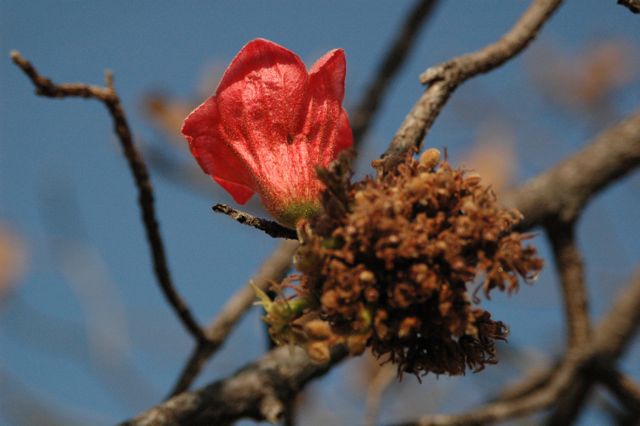 Brachychiton viscidulus 3