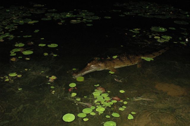 Freshwater crocodile 2