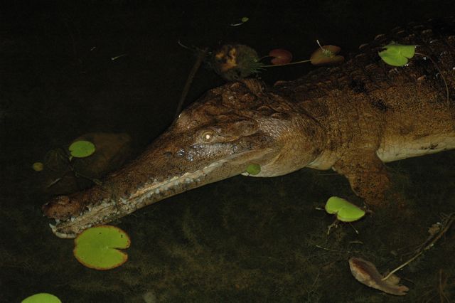 Freshwater crocodile 5