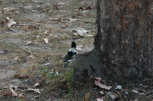 Butcher bird 1