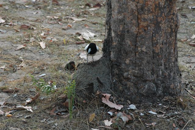 Butcher bird 2