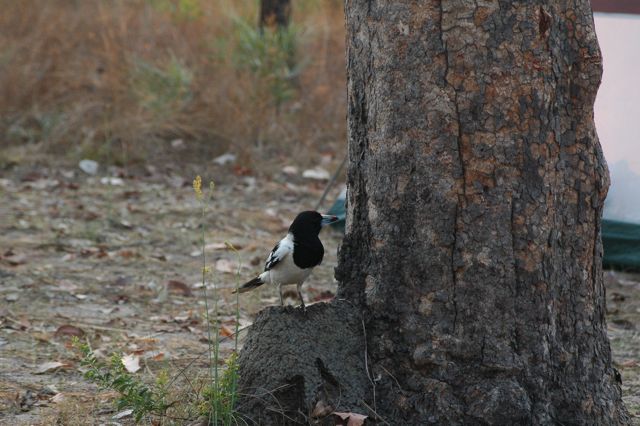 Butcher bird 3