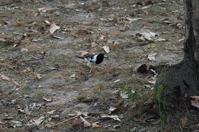 Butcher bird 5