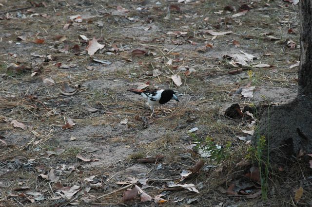 Butcher bird 6