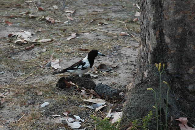 Butcher bird 7