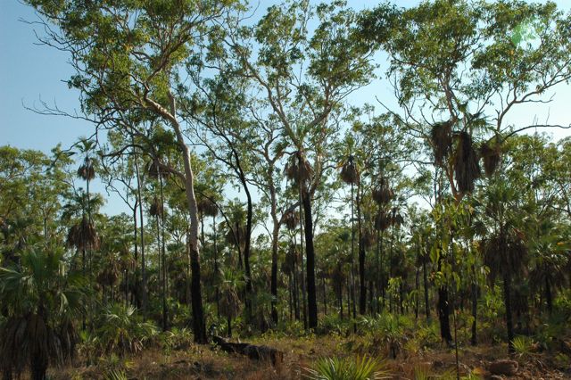 Livistona eastoniae, Mitchell Plateau 1