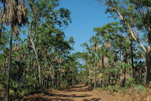 Livistona eastoniae, Mitchell Plateau 3