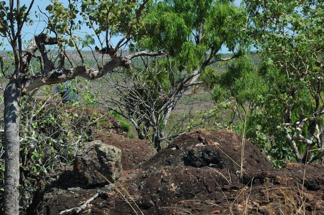 Surveyor lookout, Brachychiton