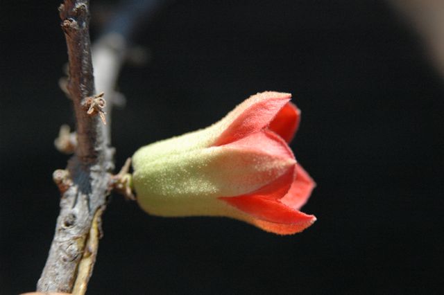 Brachychiton viridiflorus 1