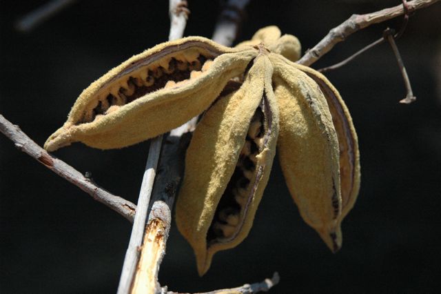 Brachychiton viridiflorus 3