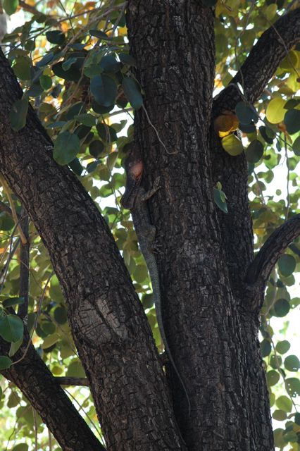Frill necked lizard 1