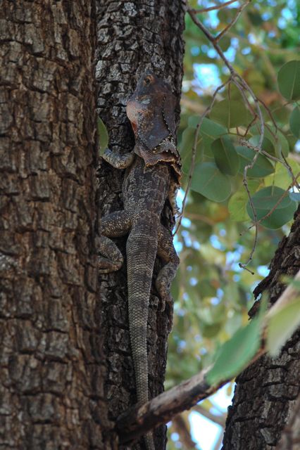 Frill necked lizard 2