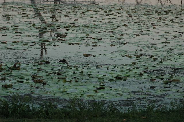 Jacanas 1