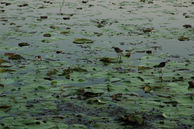 Jacanas 2