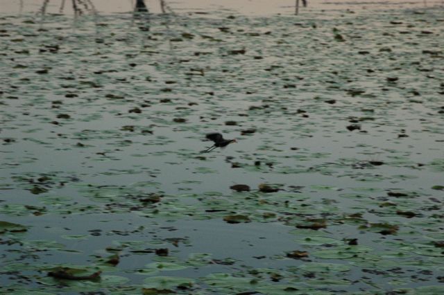 Jacanas 3