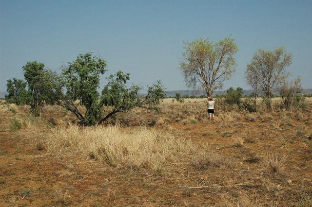 Legume savannah 1