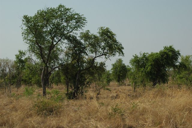 Bauhinia savannah 1