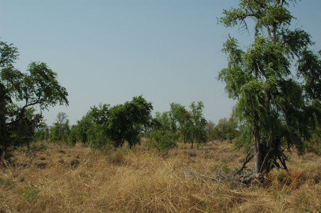 Bauhinia savannah 2