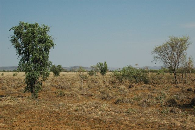 Legume savannah 3