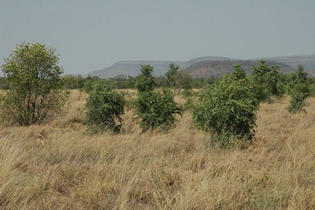 Bauhinia savannah 3