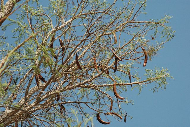 Vachellia