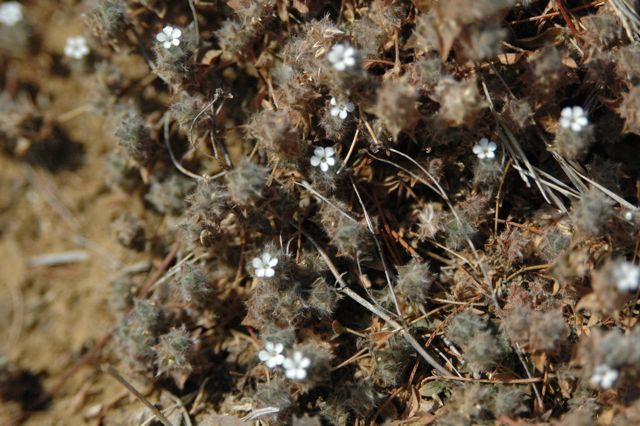 Heliotropium
