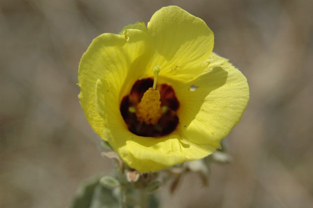 Hibiscus