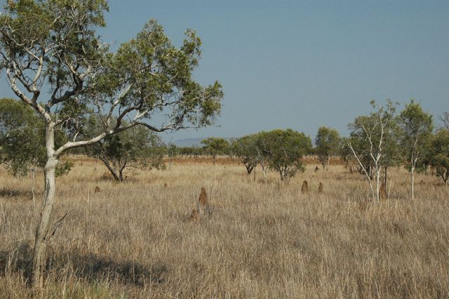 Melaleuca nervosa subsp. crosslandiana 1