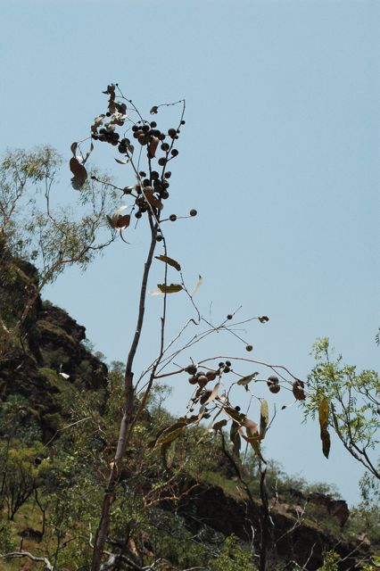 Cystococcus 2