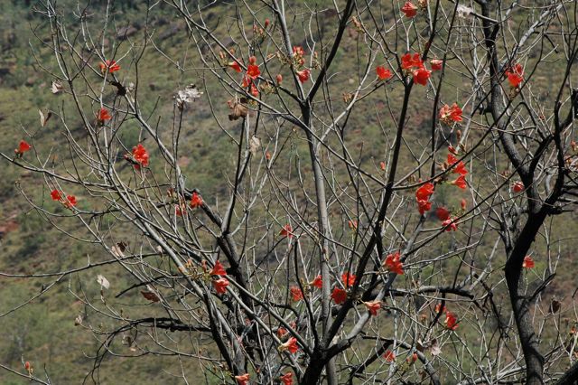 Brachychiton spectabilis, Joe Ck 2