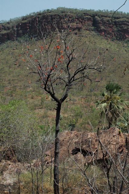 Brachychiton spectabilis, Joe Ck 3