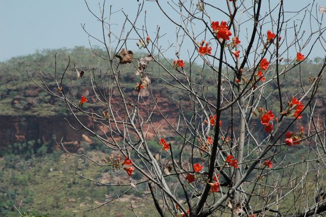 Brachychiton spectabilis, Joe Ck 4