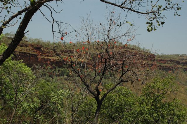 Brachychiton spectabilis, Joe Ck 5