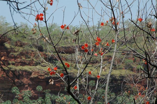Brachychiton spectabilis, Joe Ck 6