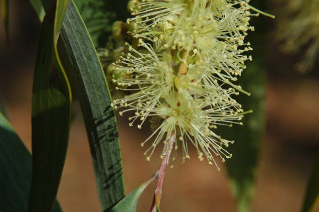 Melaleuca argentea hybrids Magela Ck 7
