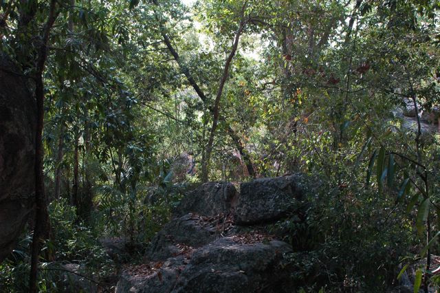 Kakadu escaprment rainforest 1