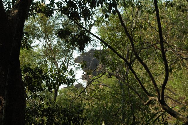 Kakadu escaprment rainforest 3