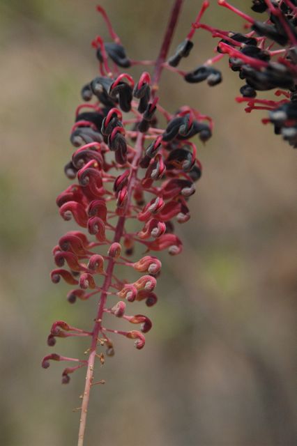 Grevillea benthamiana 1