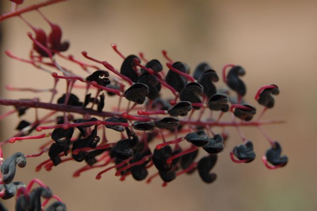 Grevillea benthamiana 1