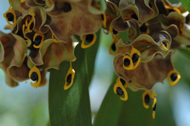 Acacia auriculiformis 1